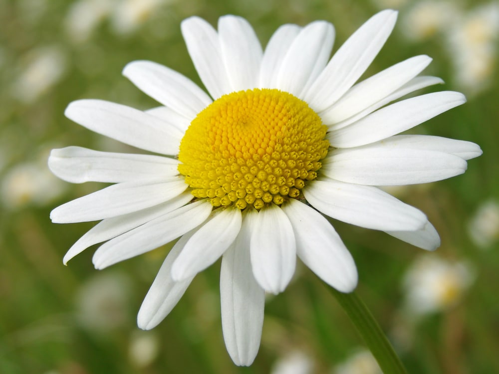 common daisy