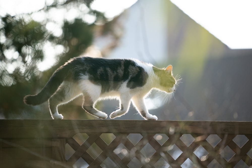 A stray animal enjoys walking along the garden fence
