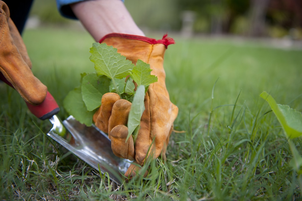 how to kill weeds without weed killer