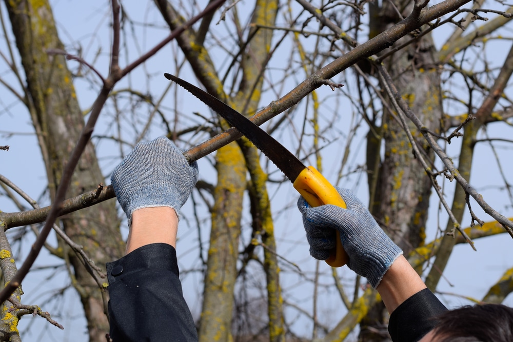How to Sharpen a Tree Pruning Saw