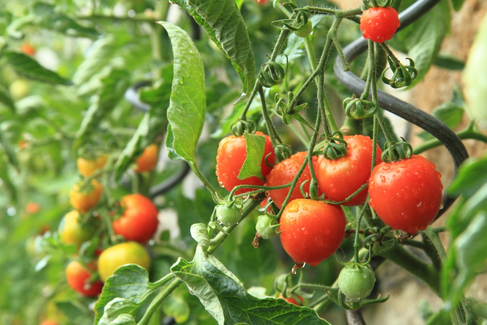 how to care for tomato plants