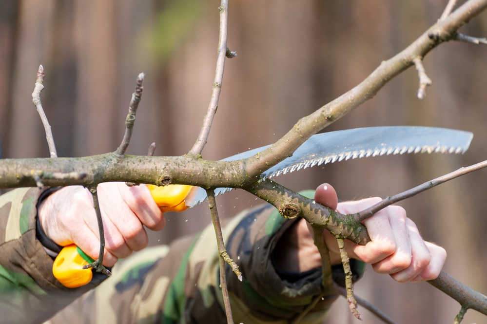 how to use a tree pruning saw