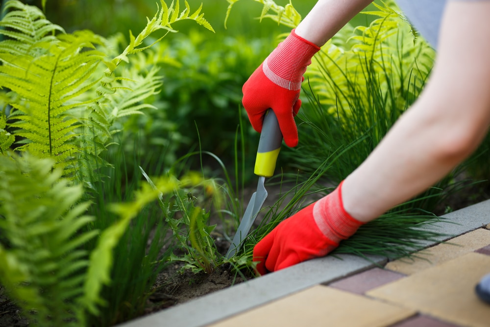 how to use a weeding tool
