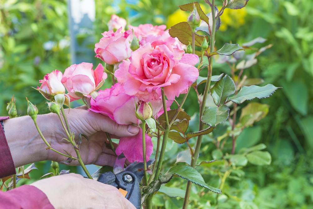how to prune standard roses