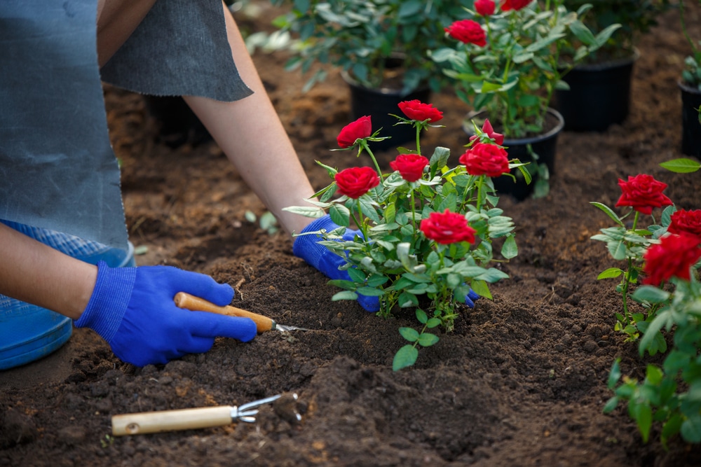 How to Take a Rose Cutting: Everything You Need to Know - Homes Whiz