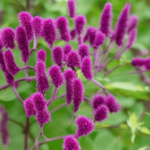 Purple Hebe Plants