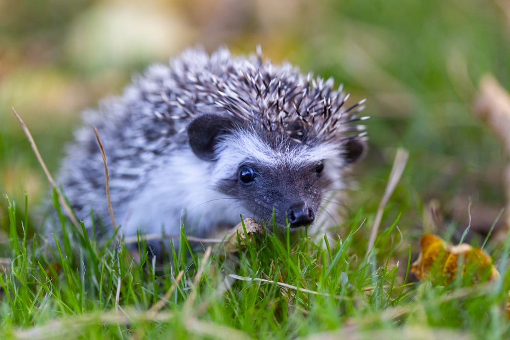 do cat deterrents affect hedgehogs